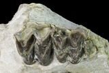Fossil Oreodont (Merycoidodon) Skull - Wyoming #169215-4